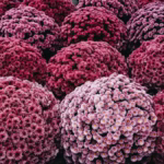 Harvest Intact Cancer Cells