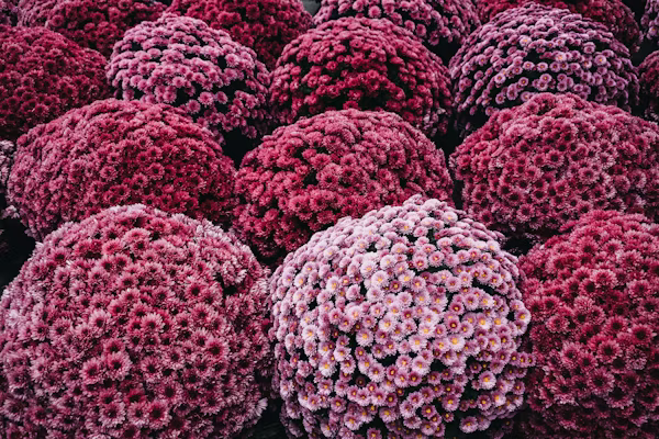 Harvest Intact Cancer Cells